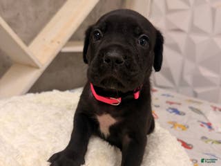 Cane Corso dogs Cane Corso Puppy 3 - Ad 19