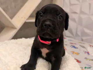 Cane Corso dogs Cane Corso Puppy 3 - Ad 5