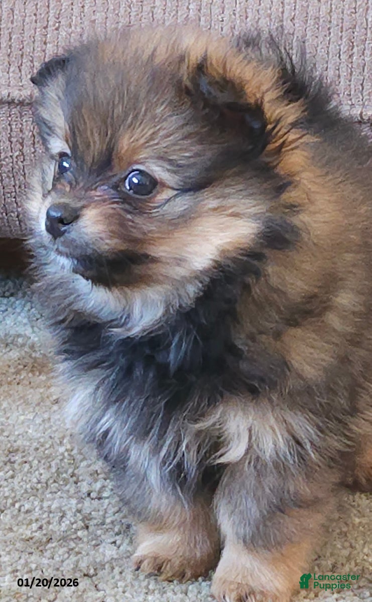 Pomeranian dogs Annie - Ad 17