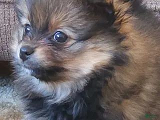 Pomeranian dogs Annie - Ad 28