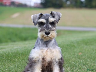 Miniature Schnauzer dogs - Ad 10