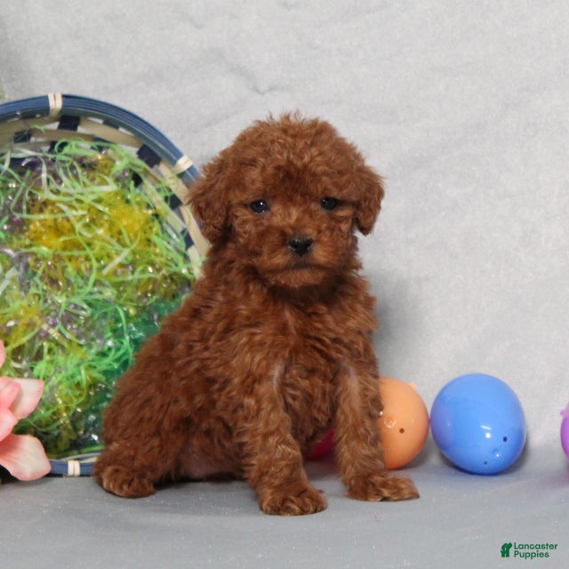 Miniature Poodle dogs Georgia - Ad 1