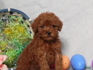 Miniature Poodle dogs for sale: Georgia - Ad 1