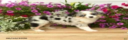 Toy Australian Shepherd dogs for sale: Amber - Ad 4