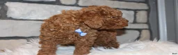 Miniature Poodle dogs for sale: AKC JAX - Ad 4