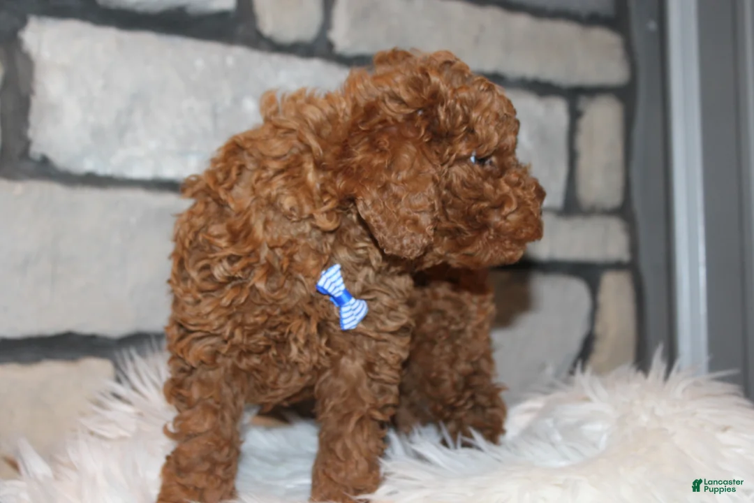 Miniature Poodle dogs for sale: AKC JAX - Ad 4