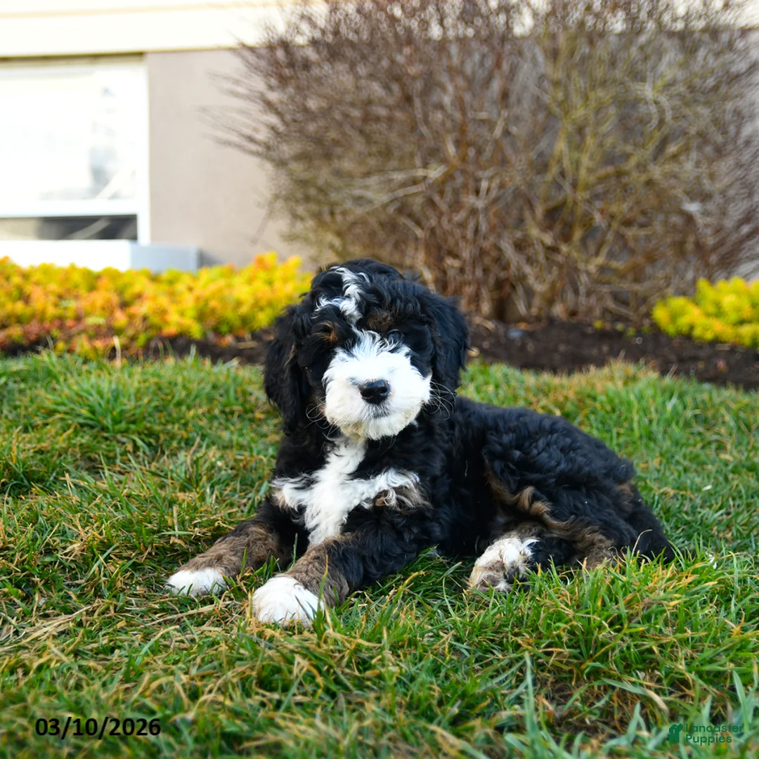 Mini Bernedoodle dogs for sale: Durango - Ad 2