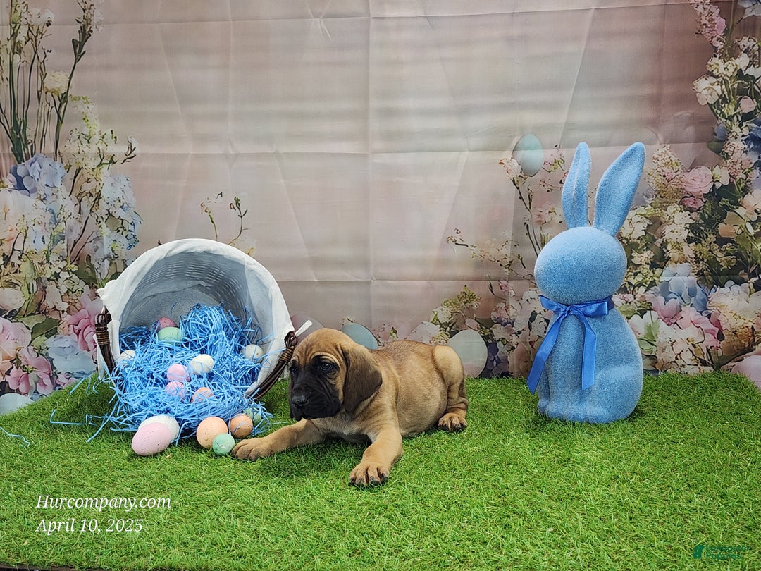 Mixed Breed dogs for sale: 2025 Bloodahoula Male 1 "Huck" - Ad 5