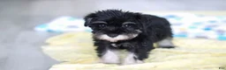 Miniature Schnauzer dogs for sale: Percy - Ad 14