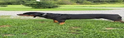Rottweiler dogs for stud: Akc pedigree Stud - Ad 8