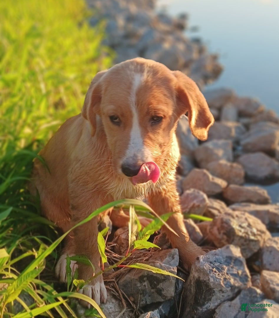 Mixed Breed dogs Daffy - Ad 1