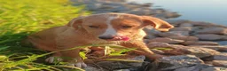 Mixed Breed dogs for sale: Daffy - Ad 5
