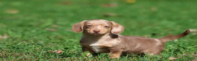 Sausage Rolls