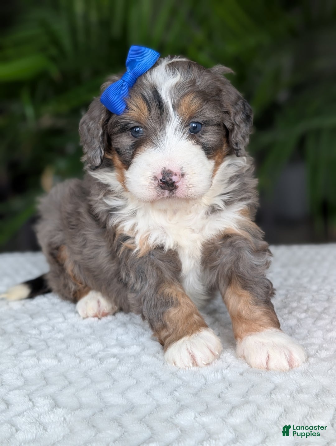 Mini Bernedoodle dogs for sale: Mini Riley  - Ad 6