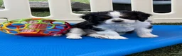 Cavalier King Charles Spaniel dogs for sale: Judah - Ad 10
