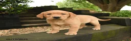 Labrador Retriever dogs for sale: Autumn - Ad 3