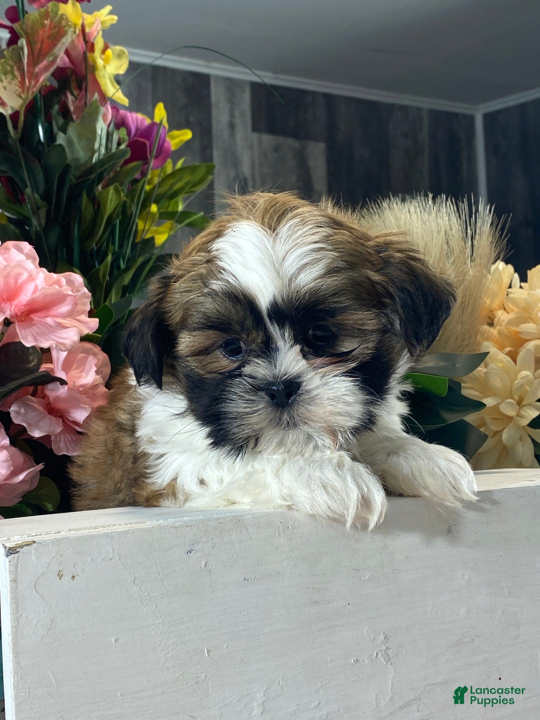 Mixed Breed dogs for sale: Oliver  - Ad 3