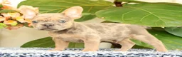 French Bulldog dogs for sale: Blaze - Ad 4