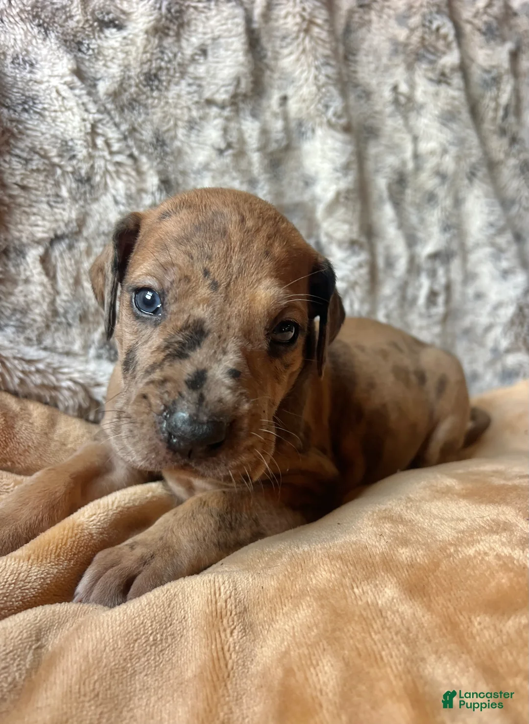 Great Dane dogs for sale: Hopparoo - Ad 2