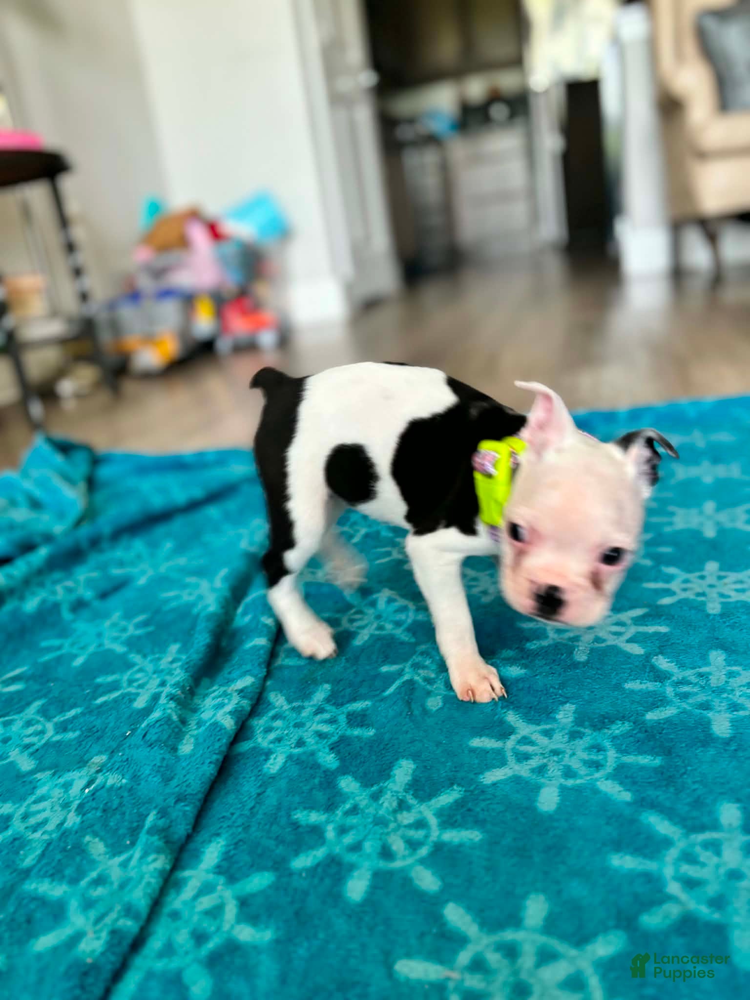 Boston Terrier dogs for sale: Boston Terrier Puppy 3 - Ad 4