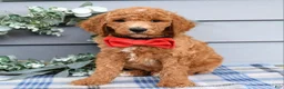 Standard Poodle dogs for sale: Rio - Ad 6