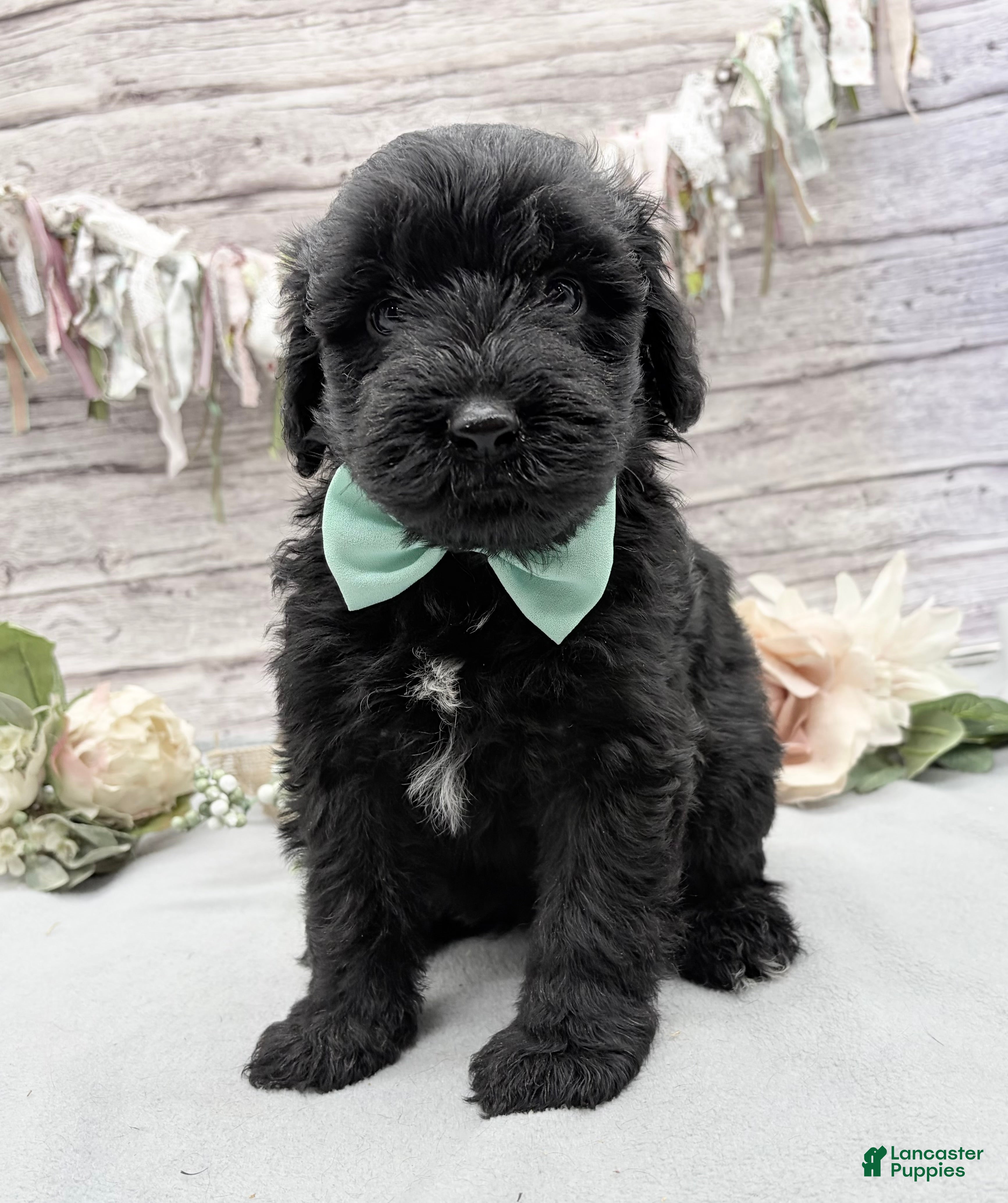 Portuguese Water Dog dogs Flint - Ad 2