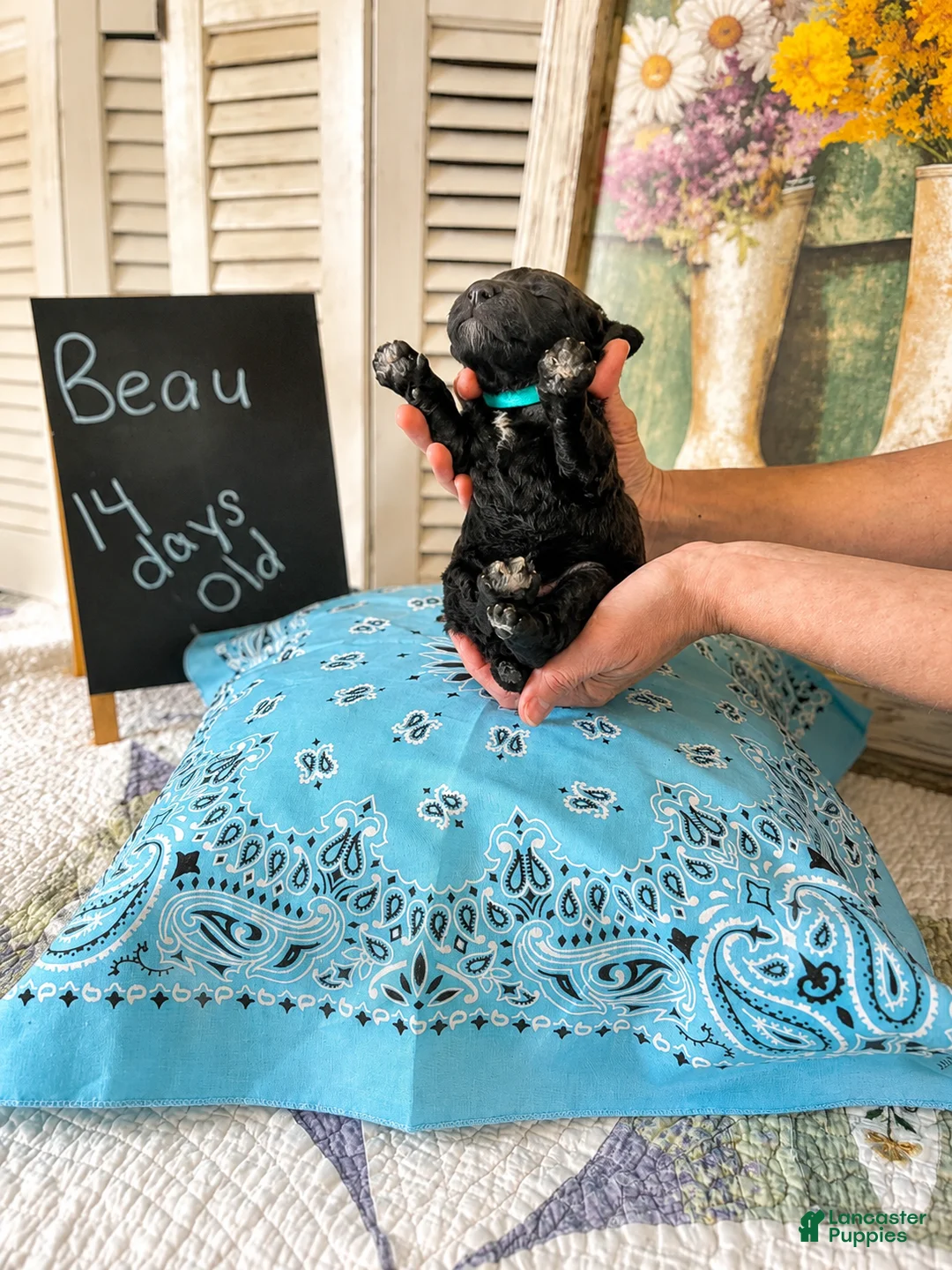 Standard Poodle dogs for sale: Beau - Ad 2