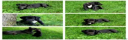 Great Dane dogs for sale: Great Dane 5 - Ad 3