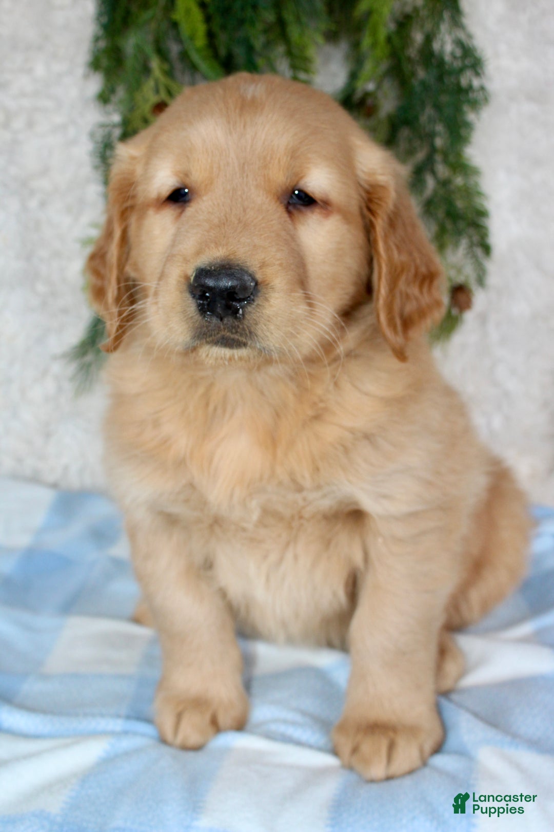 Golden Retriever dogs for sale: Buster - Ad 5