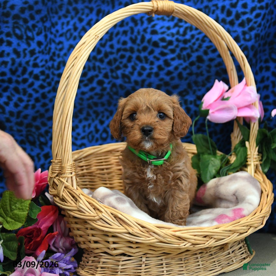 Cockapoo dogs Frisbee - Ad 1