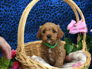 Cockapoo dogs for sale: Frisbee - Ad 2