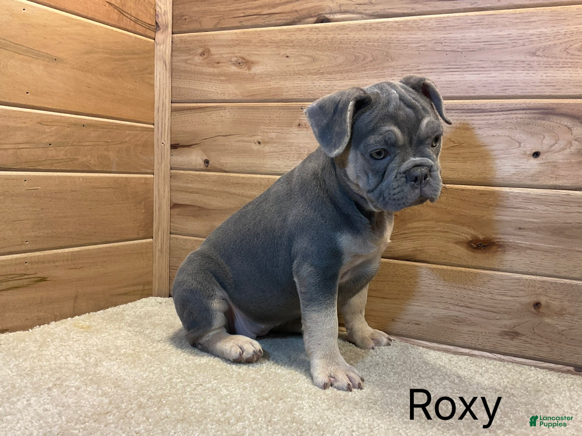 French Bulldog dogs Roxy - Ad 2