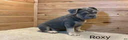 French Bulldog dogs for sale: Roxy - Ad 2