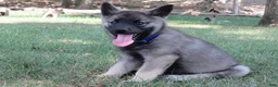 Norwegian Elkhound dogs for sale: Orbit - Ad 1
