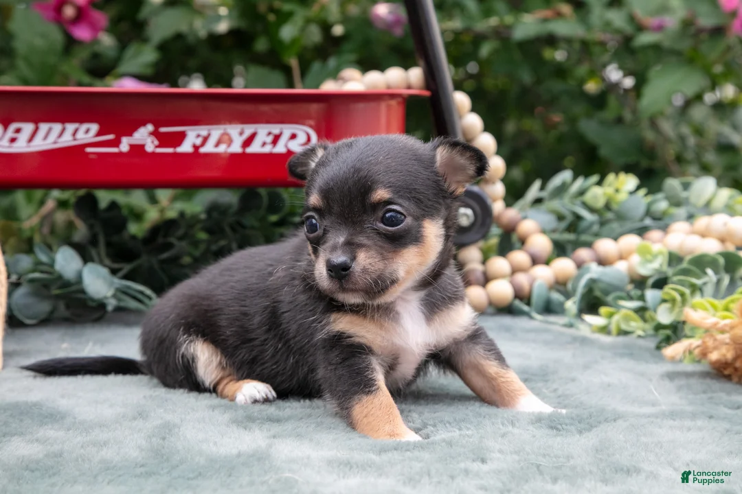 Chihuahua dogs for sale: Harmony - Ad 4