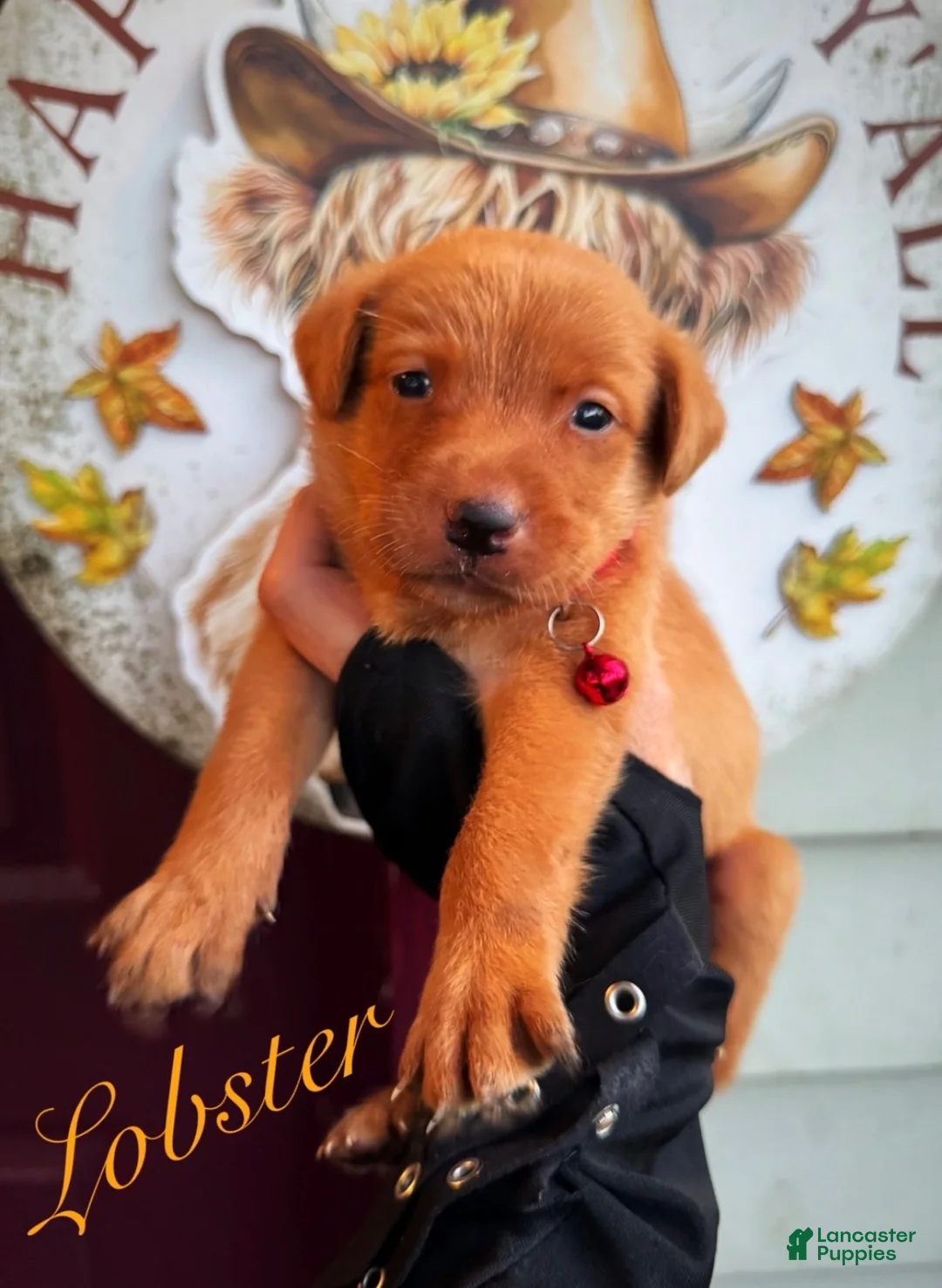 Labrador Retriever dogs for sale: Labrador Retriever 1 - Ad 1
