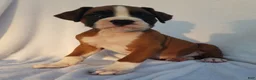 Boxer dogs for sale: Ruger - Ad 2