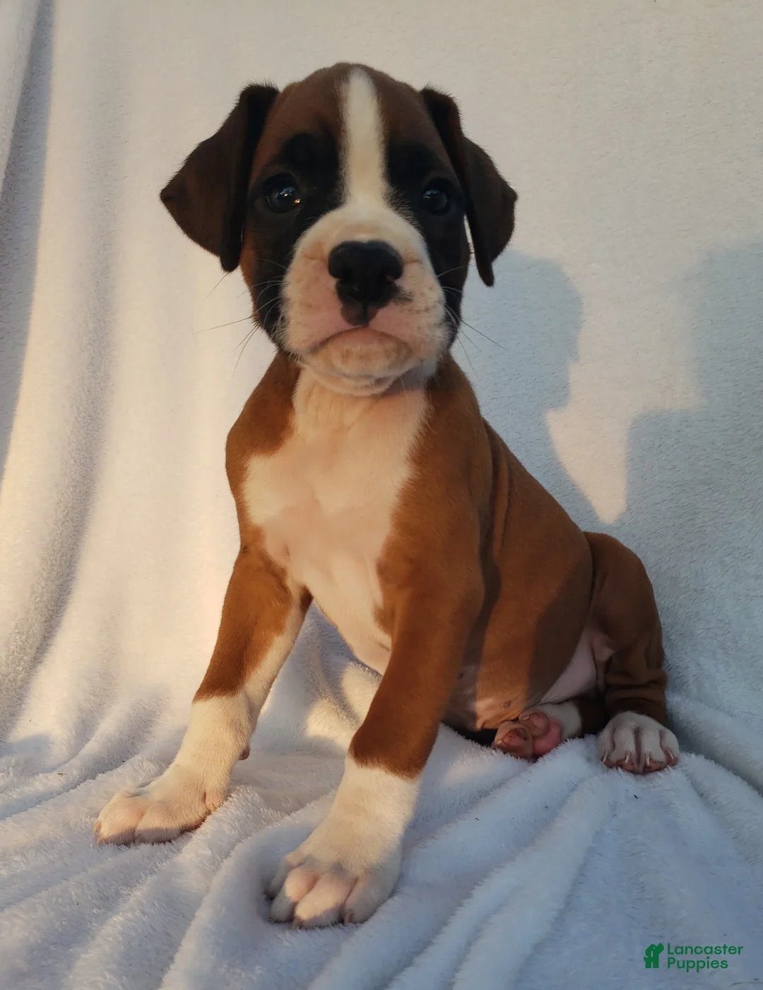 Boxer dogs for sale: Ruger - Ad 2