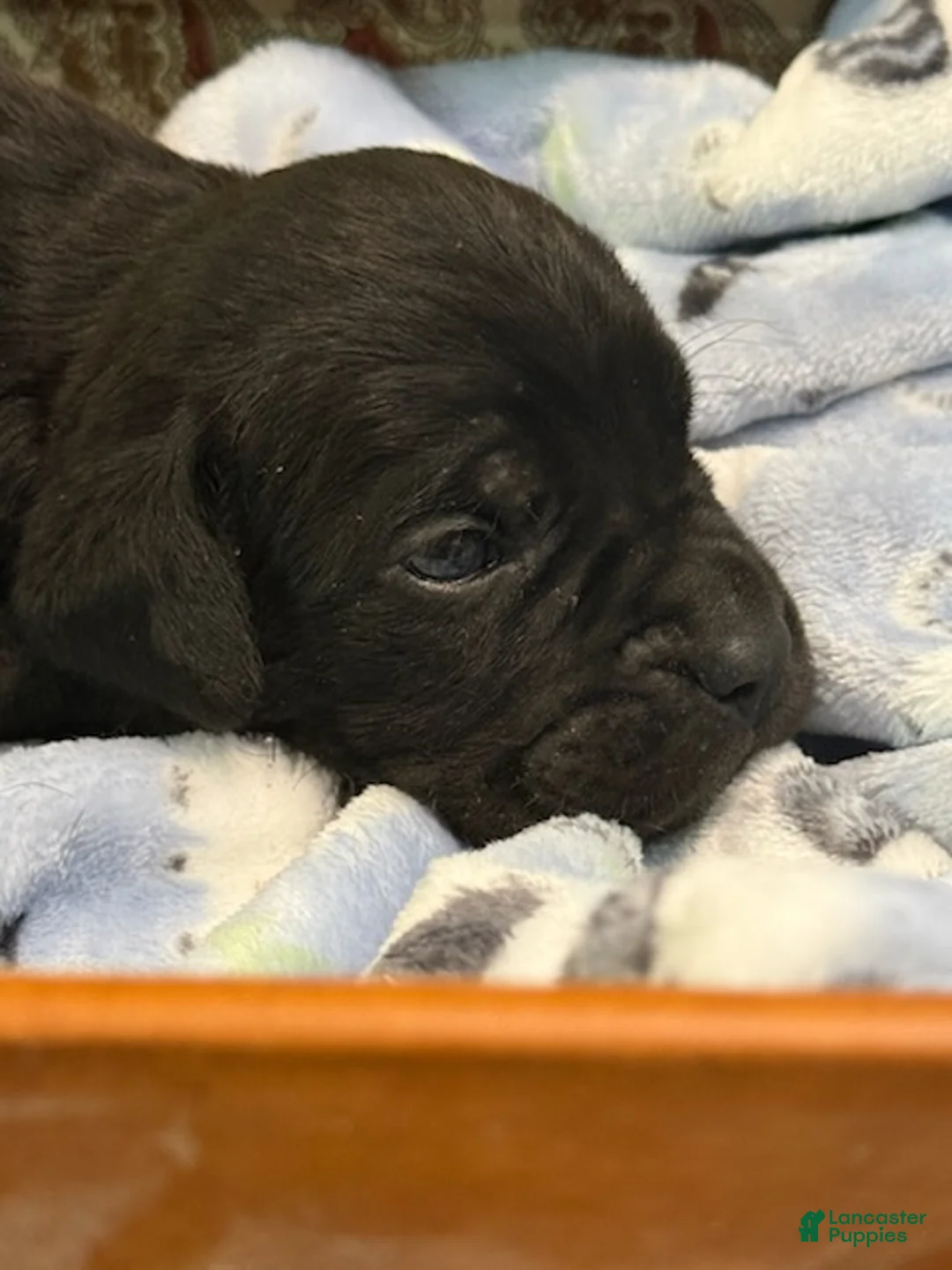 Cane Corso dogs for sale: Boy 2 - Ad 1