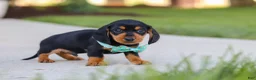 Miniature Dachshund dogs for sale: Luca - Ad 4