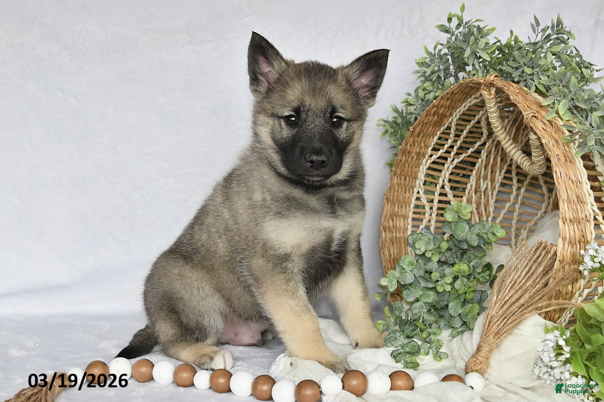 Norwegian Elkhound dogs Trooper - Ad 2