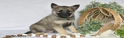 Norwegian Elkhound dogs for sale: Trooper - Ad 2