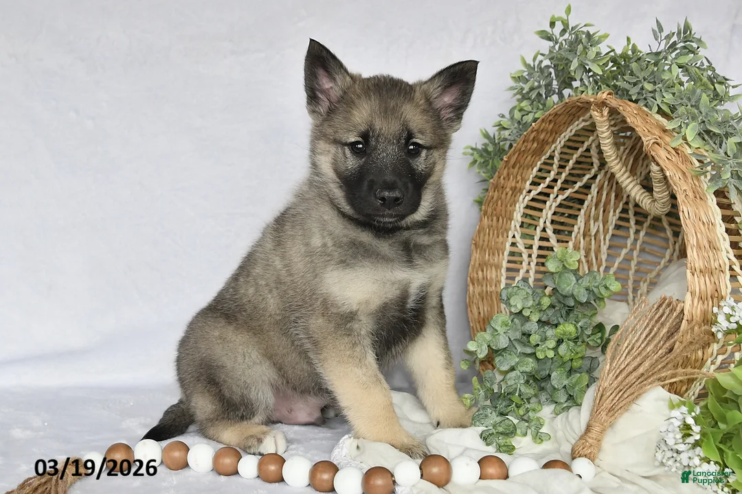 Norwegian Elkhound dogs for sale: Trooper - Ad 2