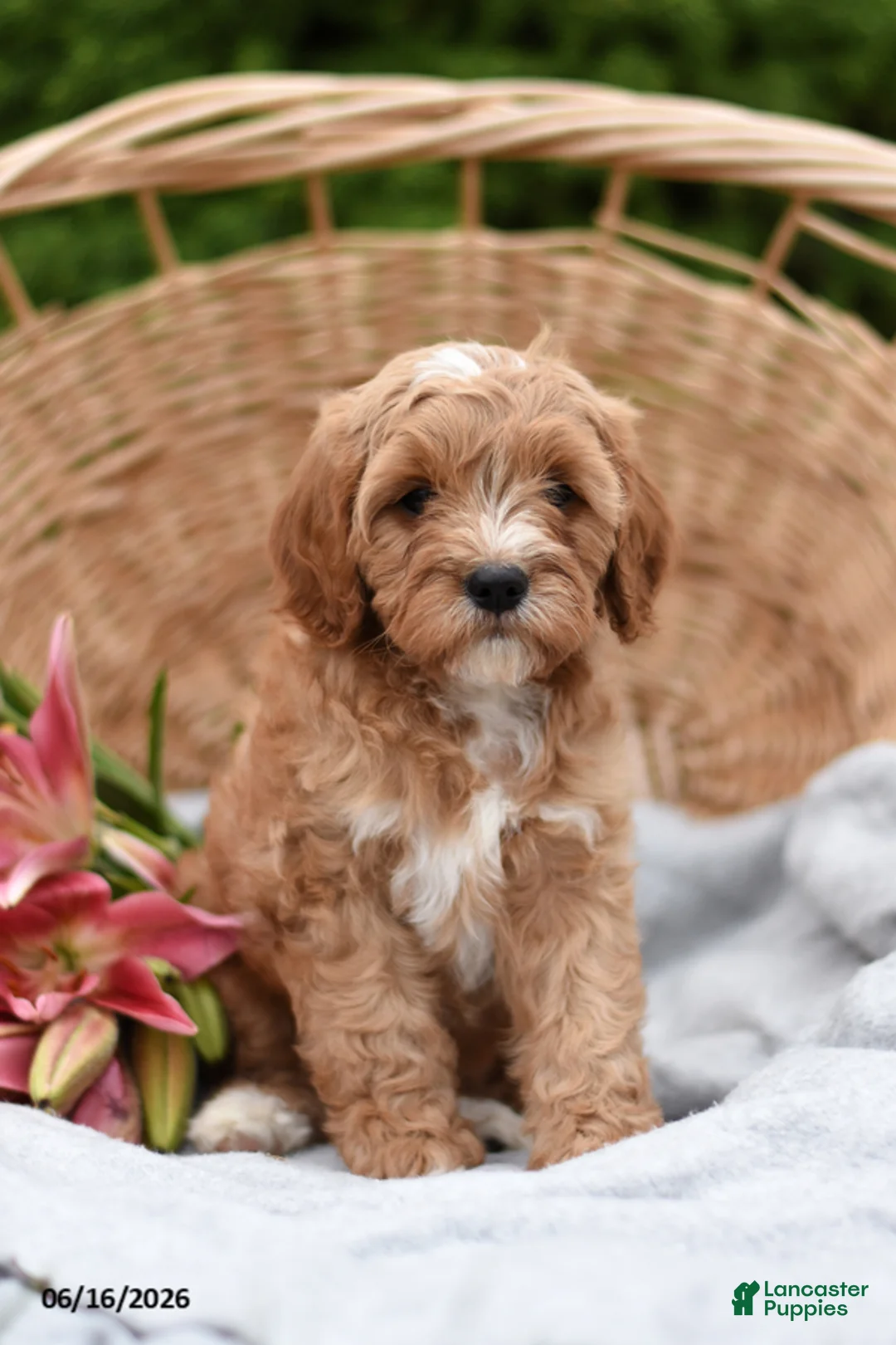 Cavapoo dogs for sale: Max - Ad 1