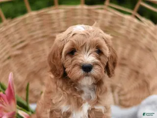 Cavapoo dogs for sale: Max - Ad 4