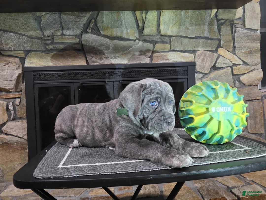 Cane Corso dogs for sale: Stolas - Ad 1
