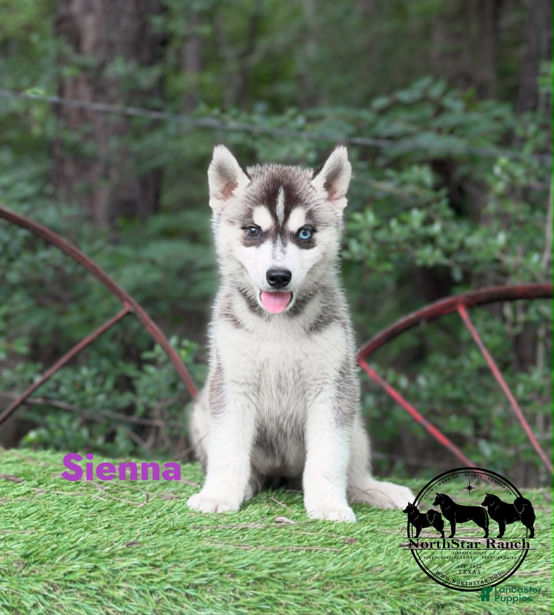 Siberian Husky dogs for sale: Sienna - Ad 2
