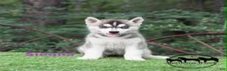 Siberian Husky dogs for sale: Sienna - Ad 1