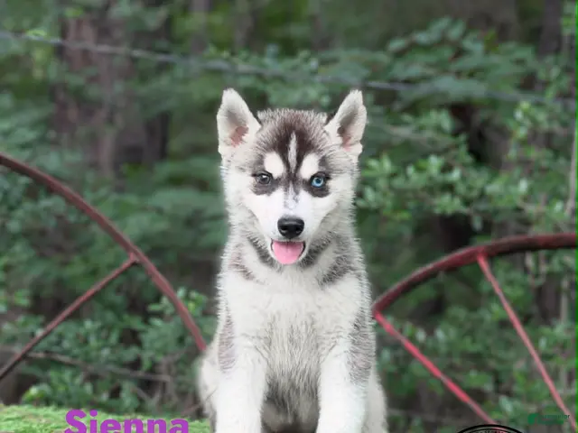 Siberian Husky dogs for sale: Sienna - Ad 1
