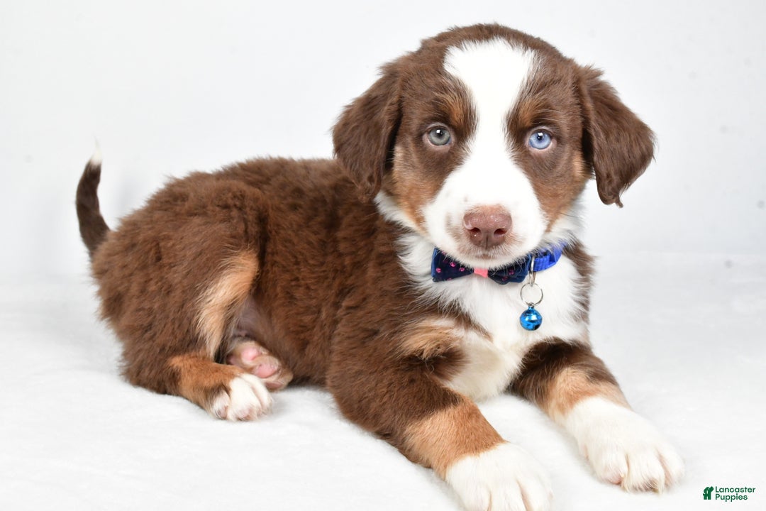 Miniature Australian Shepherd dogs for sale: Rusty - Ad 6